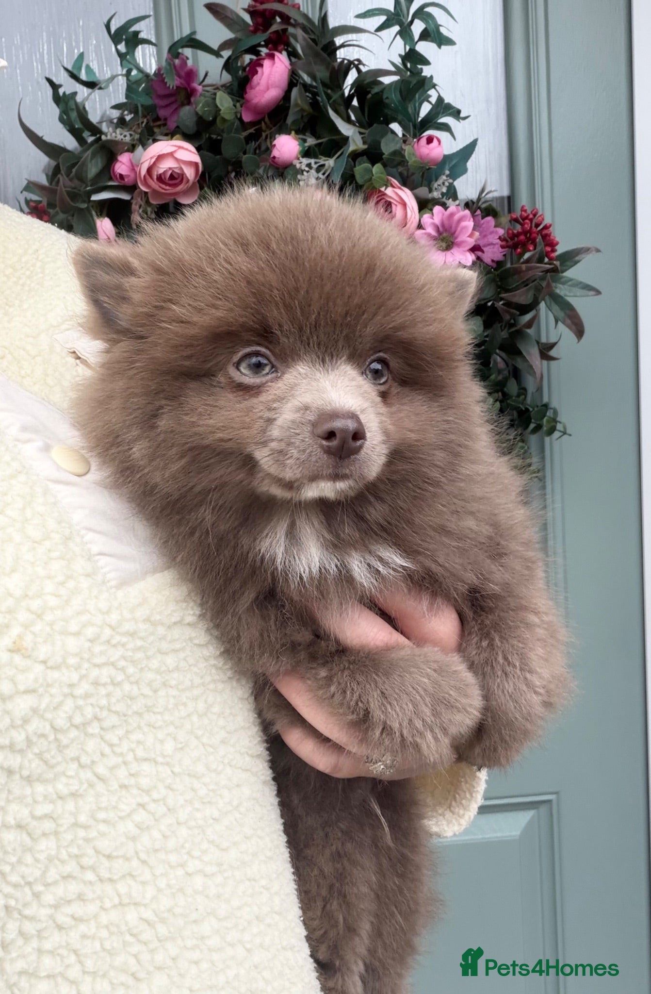 Pomchi dogs ❤️💙 Pomeranian Puppies 🐶  - Advert 1