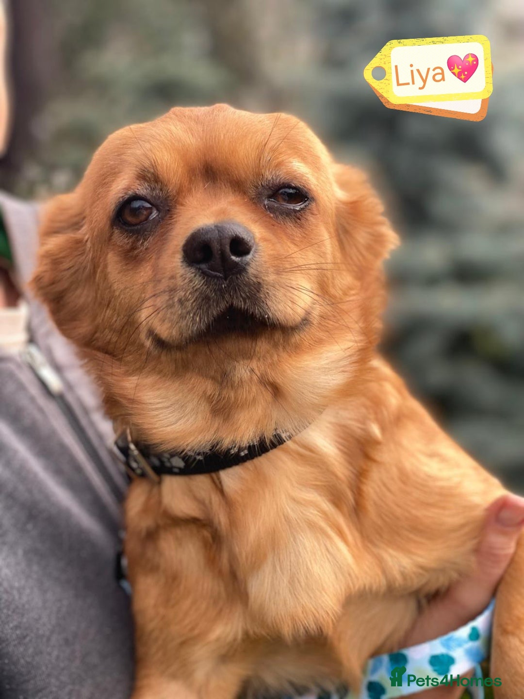 Mixed Breed dogs for adoption: 🐶💖 LIYA 💖🐶 - Image 3