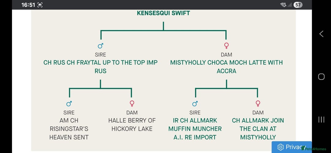 Australian Shepherd dogs for sale: Champion kc registerd pups - Image 22