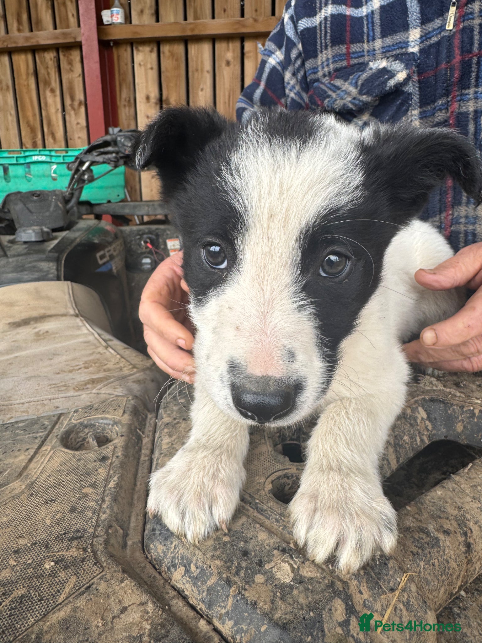 Border Collie dogs 1 Cute border collie Left from Working parents - Advert 14