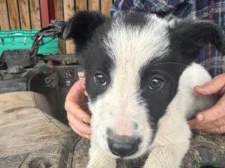 Border Collie dogs 1 Cute border collie Left from Working parents - Advert 14