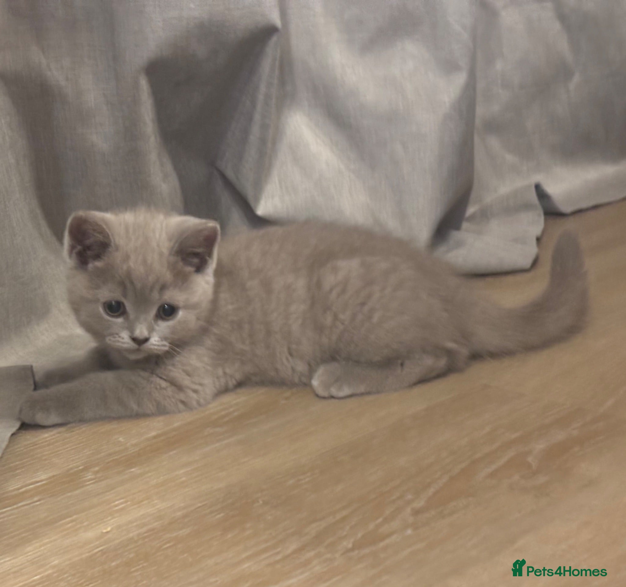 British Shorthair cats 🏆 Full British shorthair 🏆 - Advert 1
