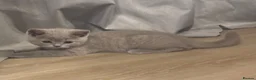 British Shorthair cats for sale: 🏆 Full British shorthair 🏆 - Advert 1
