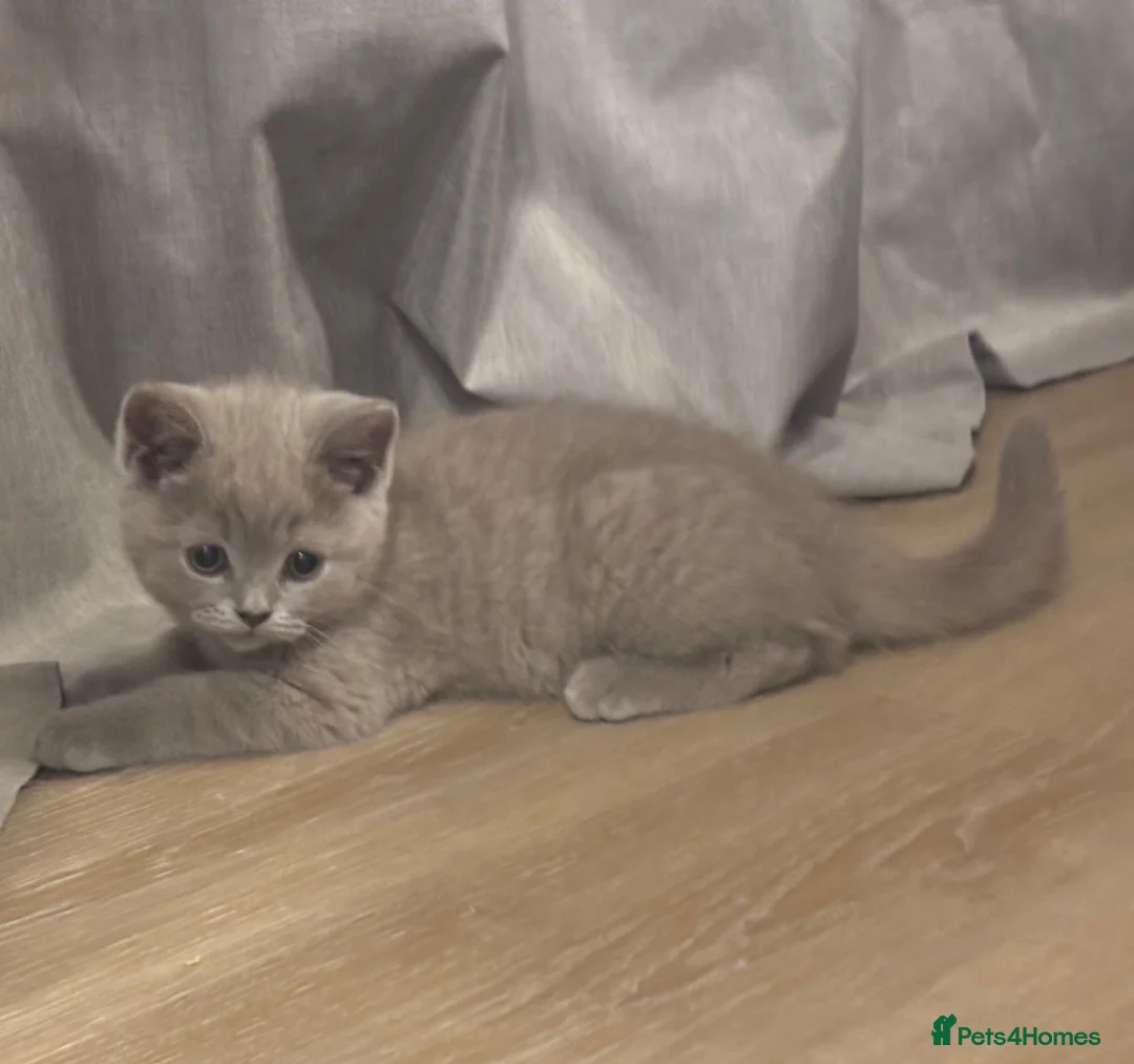 British Shorthair cats for sale: 🏆 Full British shorthair 🏆 - Advert 1