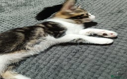 Siberian cats for sale: Siberian cross tabby kitten  - Image 7