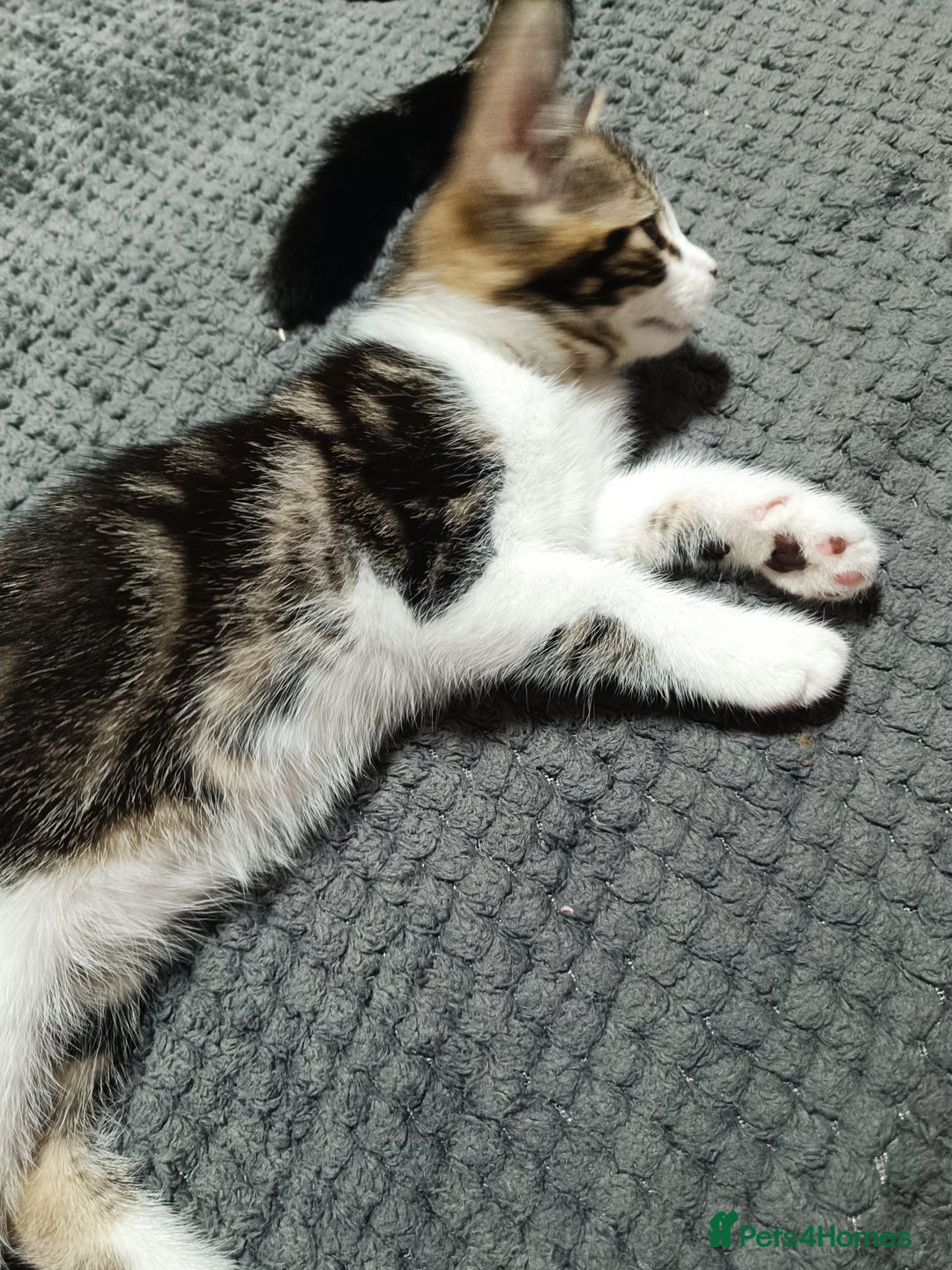 Siberian cats for sale: Siberian cross tabby kitten  - Image 7