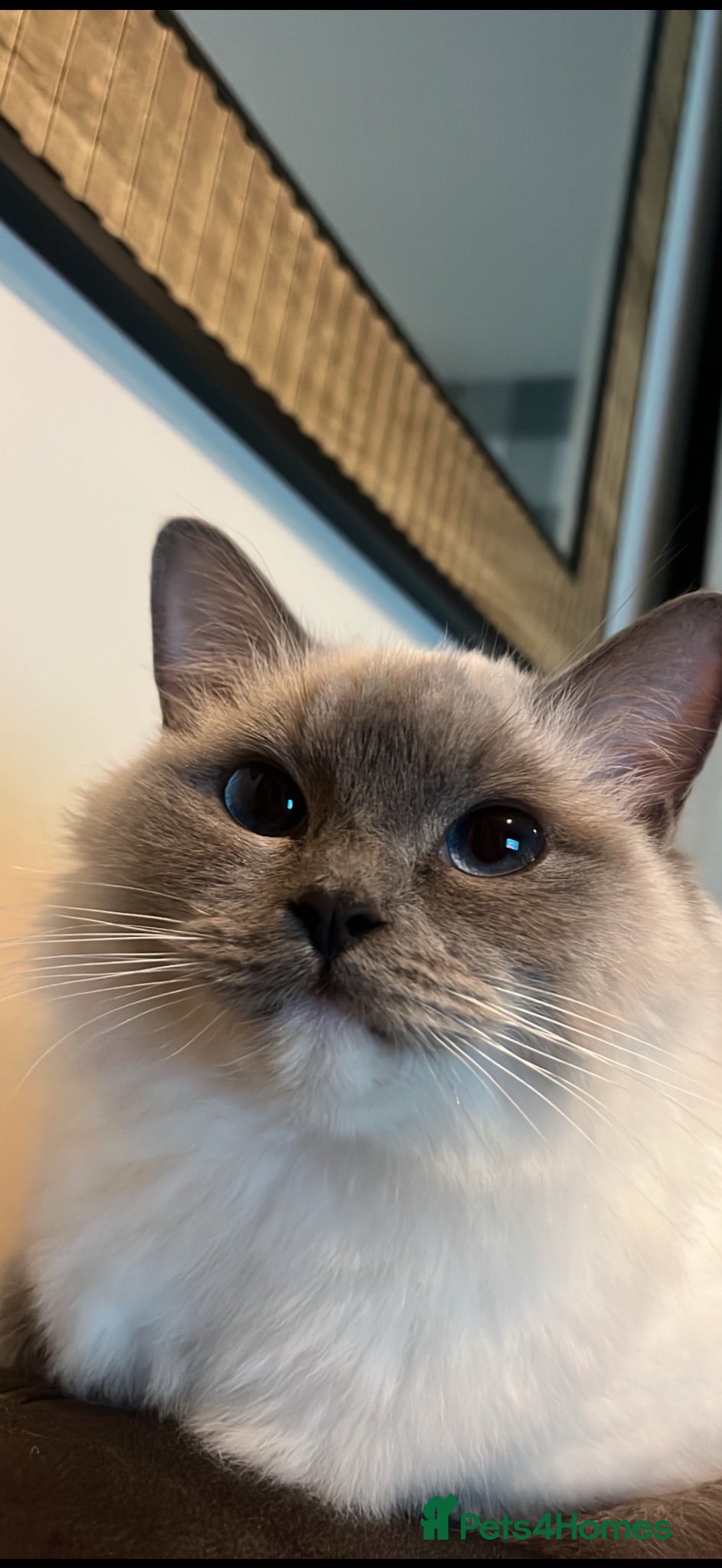 Ragdoll cats 🌟 Ready Now-  5 purebred Ragdoll Kittens 🌟 - Advert 2