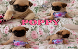 Pug dogs for sale: 🐾 💖Pugs & Kisses Available Here!🐾💖  - Image 3