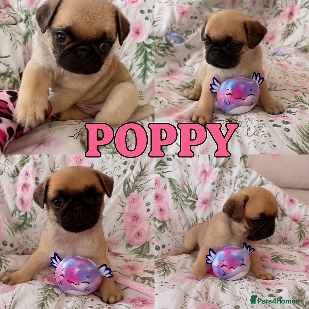 Pug dogs for sale: 🐾 💖Pugs & Kisses Available Here!🐾💖  - Image 3