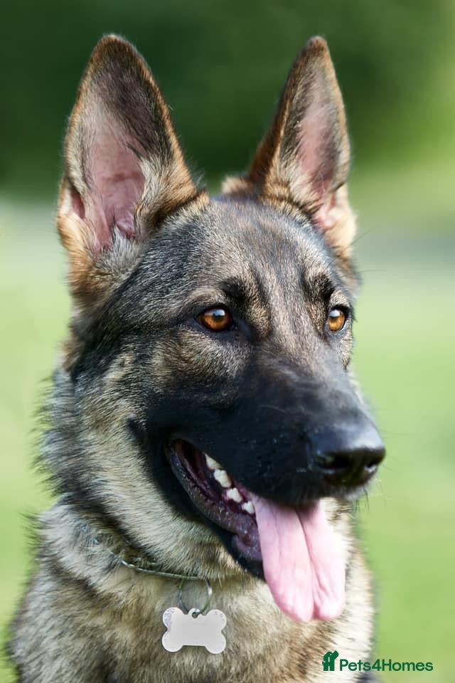 German Shepherd dogs German Shepherd puppies ready just before  **   - Advert 1