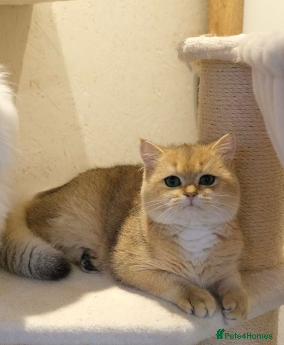 Scottish Fold cats 🐾 Adorable Pedigree Scottish Kittens! 🐾 - Advert 3