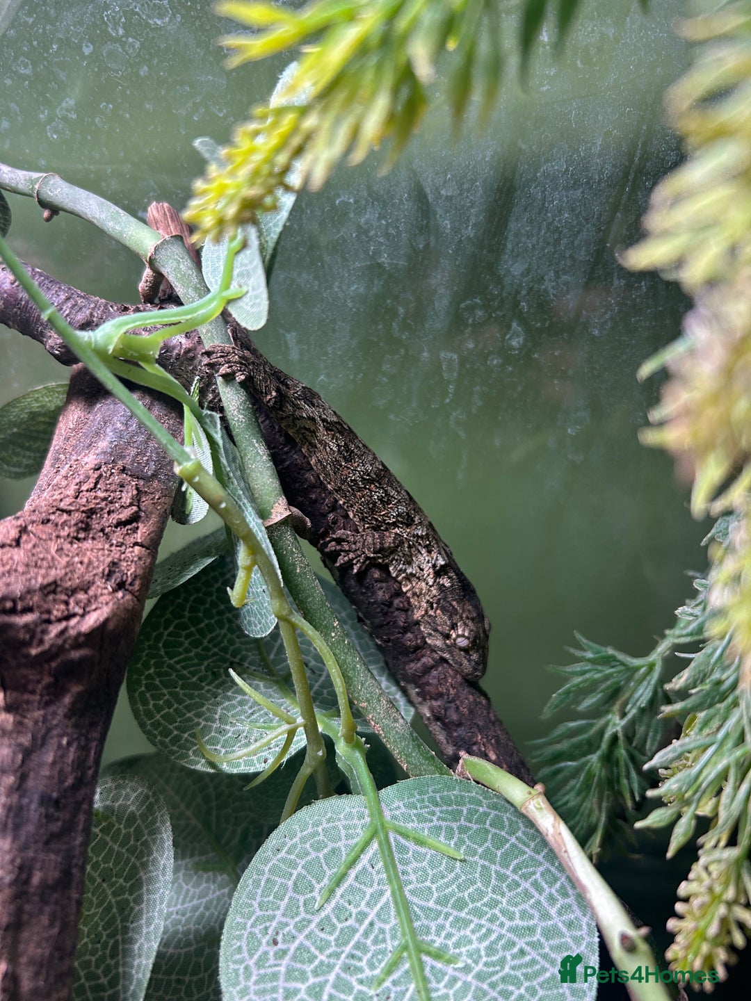 Gecko reptiles for sale: Leachi gecko  - Image 1