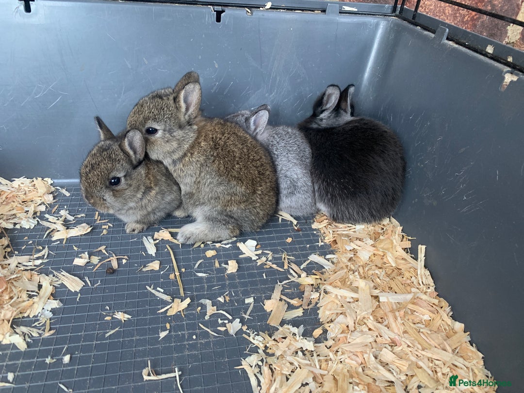Netherland Dwarf rabbits for sale: Gorgeous Netherland Dwarf Rabbits - Ready in Sept - Image 10