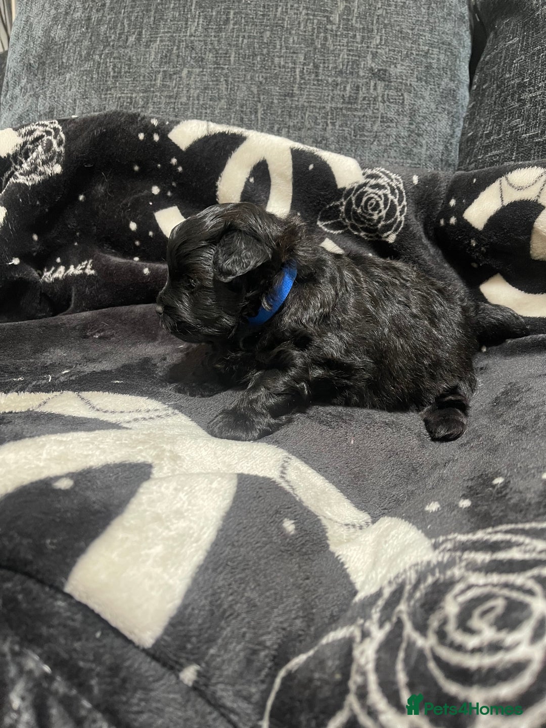 Pomapoo dogs for sale: Beautiful Pomapoo boys - Image 5