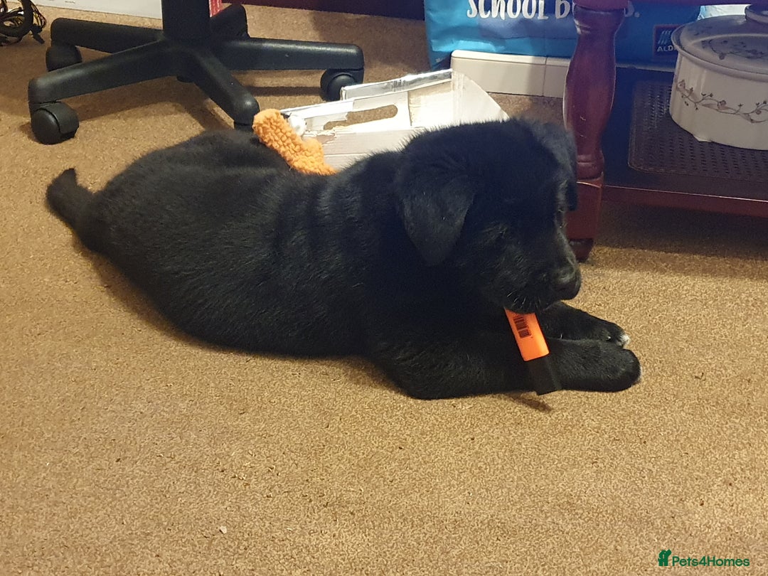 Mixed Breed dogs for sale: Akita and Golden retriever mix - Advert 12