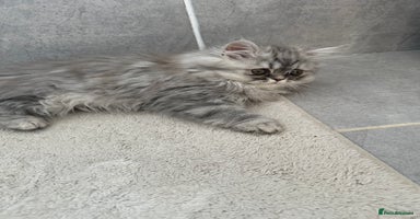 Persian cats - Advert 2