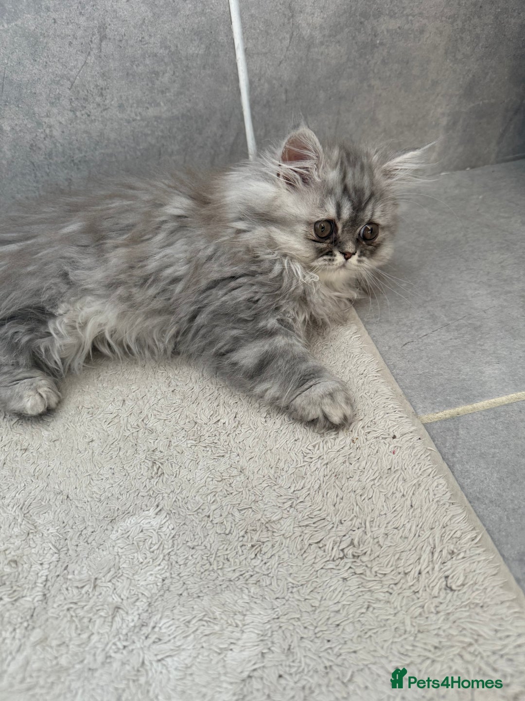 Persian cats for sale: Persian Grey kitten male and female - Image 2