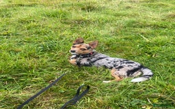 Jack Russell dogs for stud: Blue merle jack Russell x chihuahua for stud  - Image 2