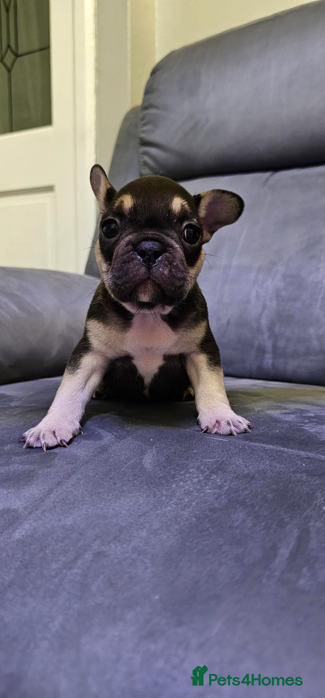 French Bulldog dogs for sale:  7x beautiful Frenchie puppies for sale  - Advert 5