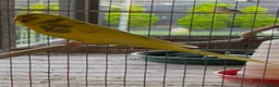 Budgerigars birds for sale: Budgies for sale  - Advert 3