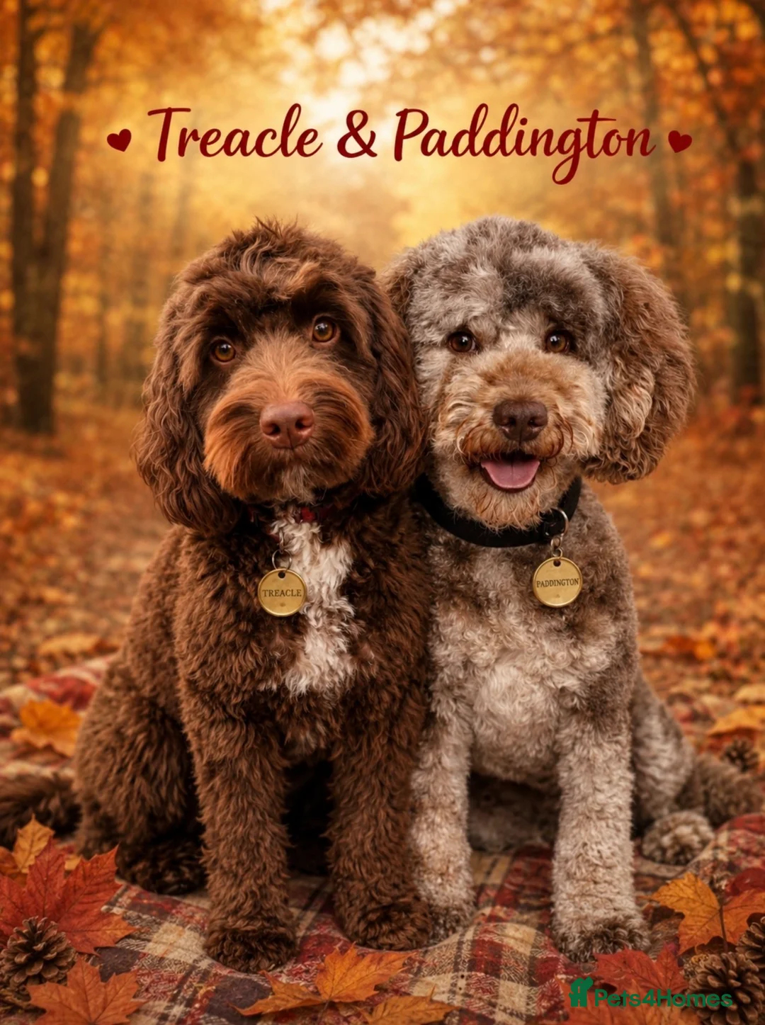 Cockapoo dogs for sale: Merle and Chocolate F1b Cockapoos Due Sept’ - Advert 2