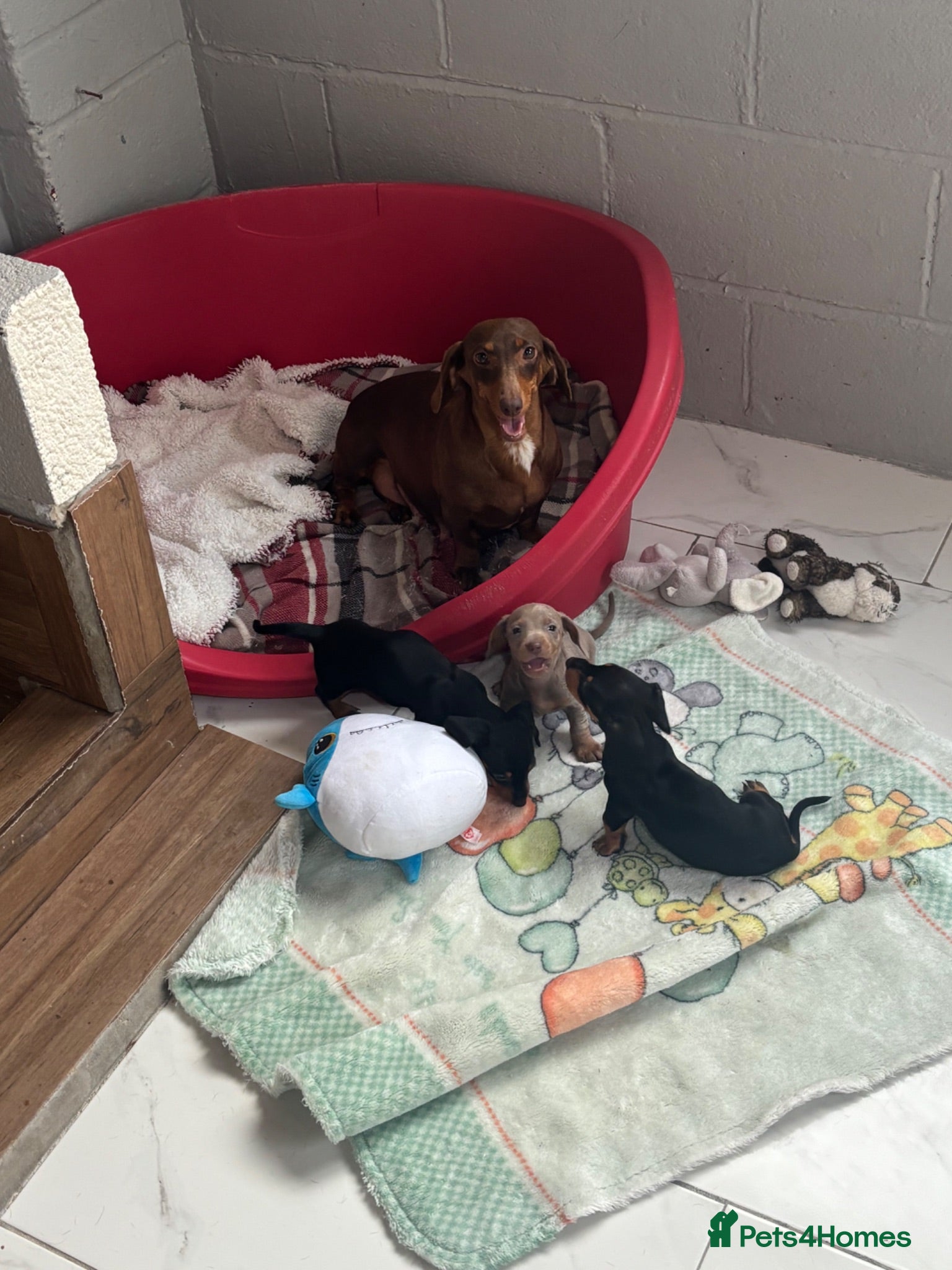 Dachshund dogs Dachshund puppies - Advert 6
