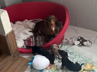 Dachshund dogs Dachshund puppies - Advert 6