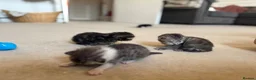 Mixed Breed cats for sale: Kittens for sale  - Advert 12
