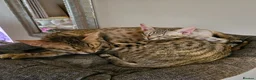 Savannah cats for sale: 3 beautilful F5 Savannah kittens - Advert 10