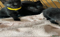 British Shorthair cats for sale: Litter of 5 lovely kittens  - Image 14