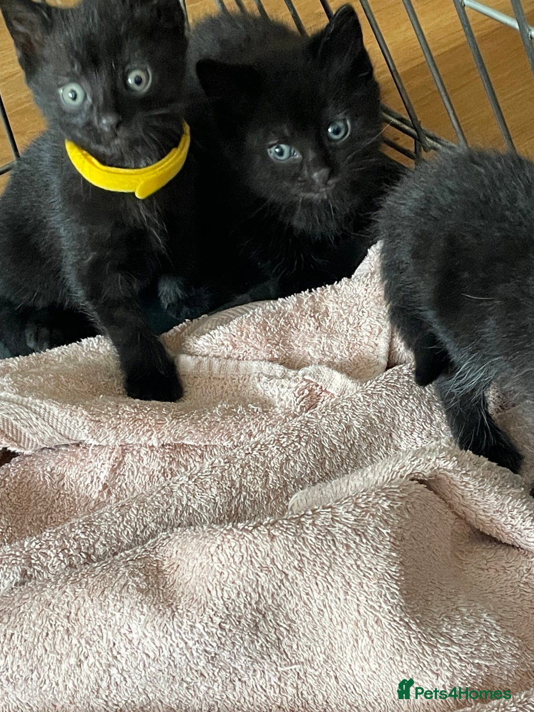 British Shorthair cats for sale: Litter of 5 lovely kittens  - Image 14