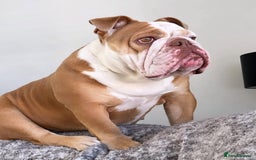 English Bulldog dogs for sale: 2 English bulldogs age 4  - Image 2