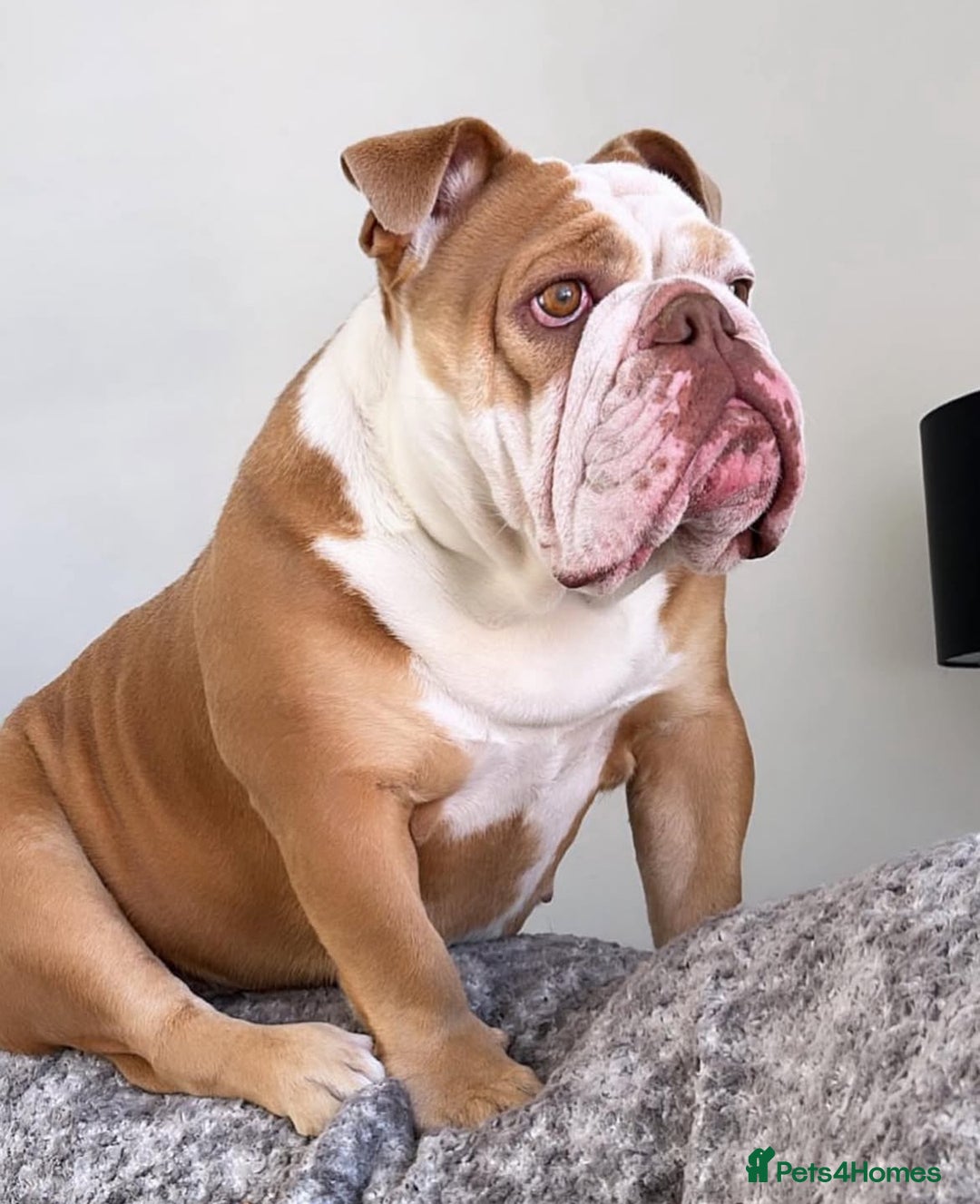 English Bulldog dogs for sale: 2 English bulldogs age 4  - Image 2