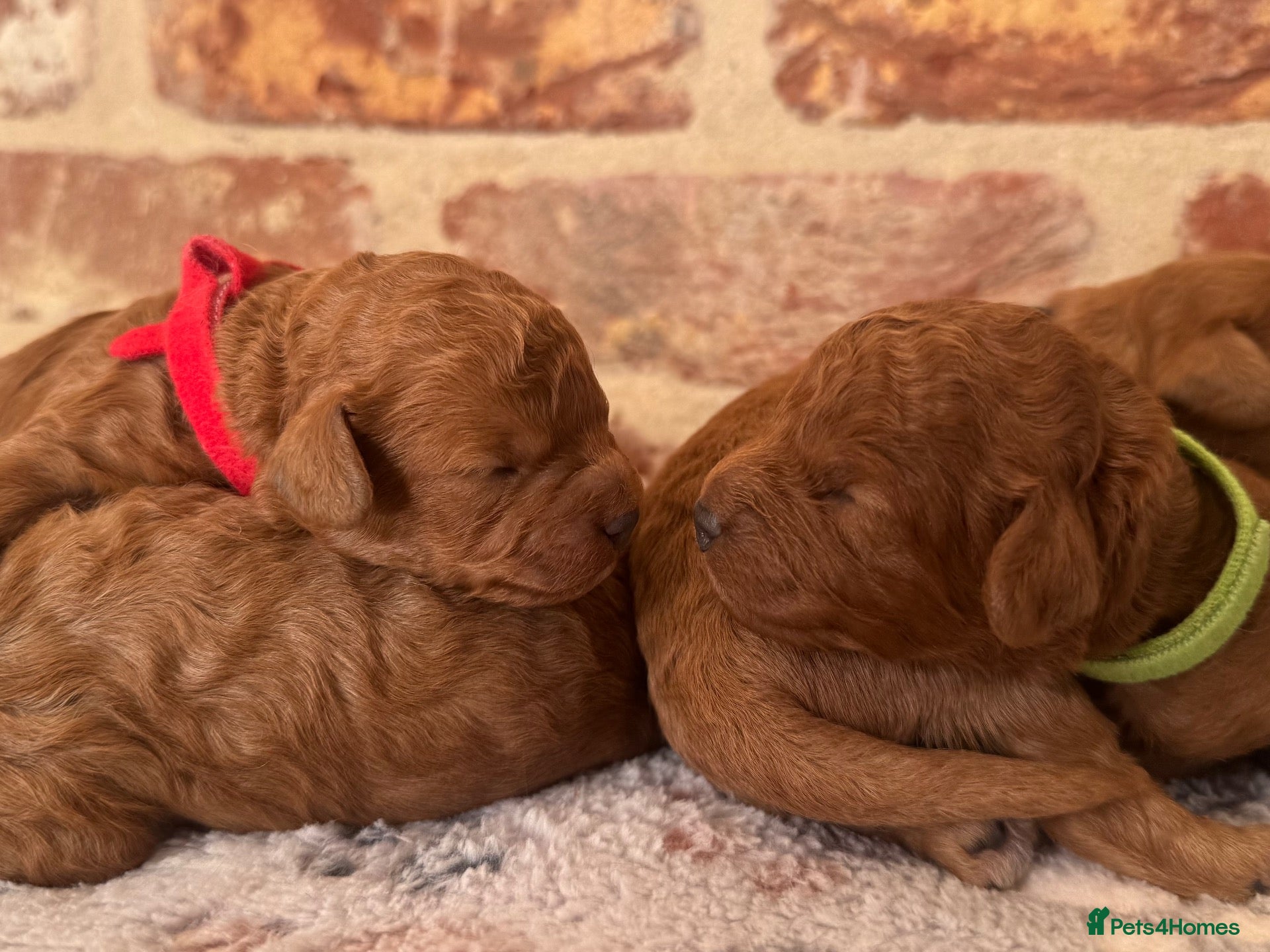 Cavapoo dogs F1b males 🐾 - Advert 2