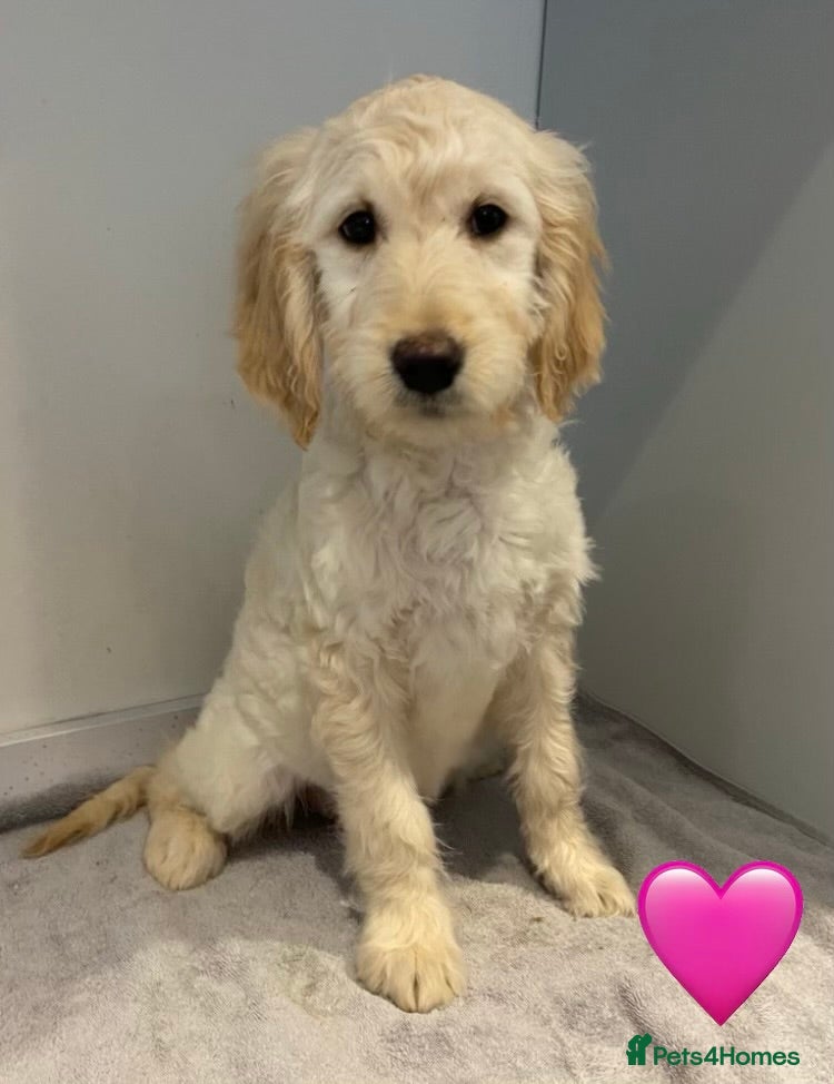 Goldendoodle dogs Stunning F1B Goldendoodle Puppies! - Advert 15