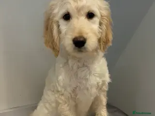 Goldendoodle dogs Stunning F1B Goldendoodle Puppies! - Advert 15