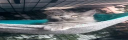 Maine Coon cats for sale: 🔥*💙*STUNNING SOLID BLUE MAINE COON KITTENS*💙*🔥 - Advert 6