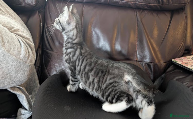 Maine Coon cats - Advert 15