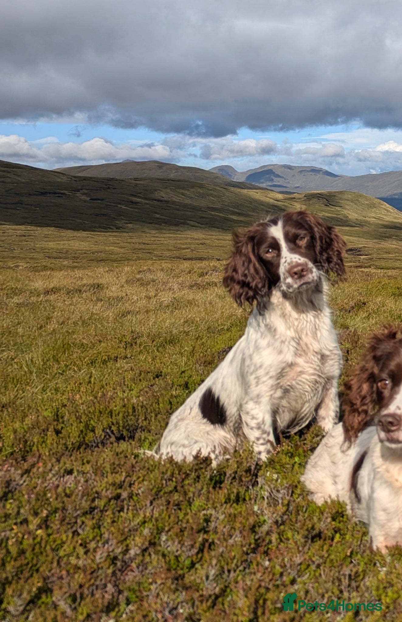English Springer Spaniel dogs English Springer Spaniel  - Advert 1