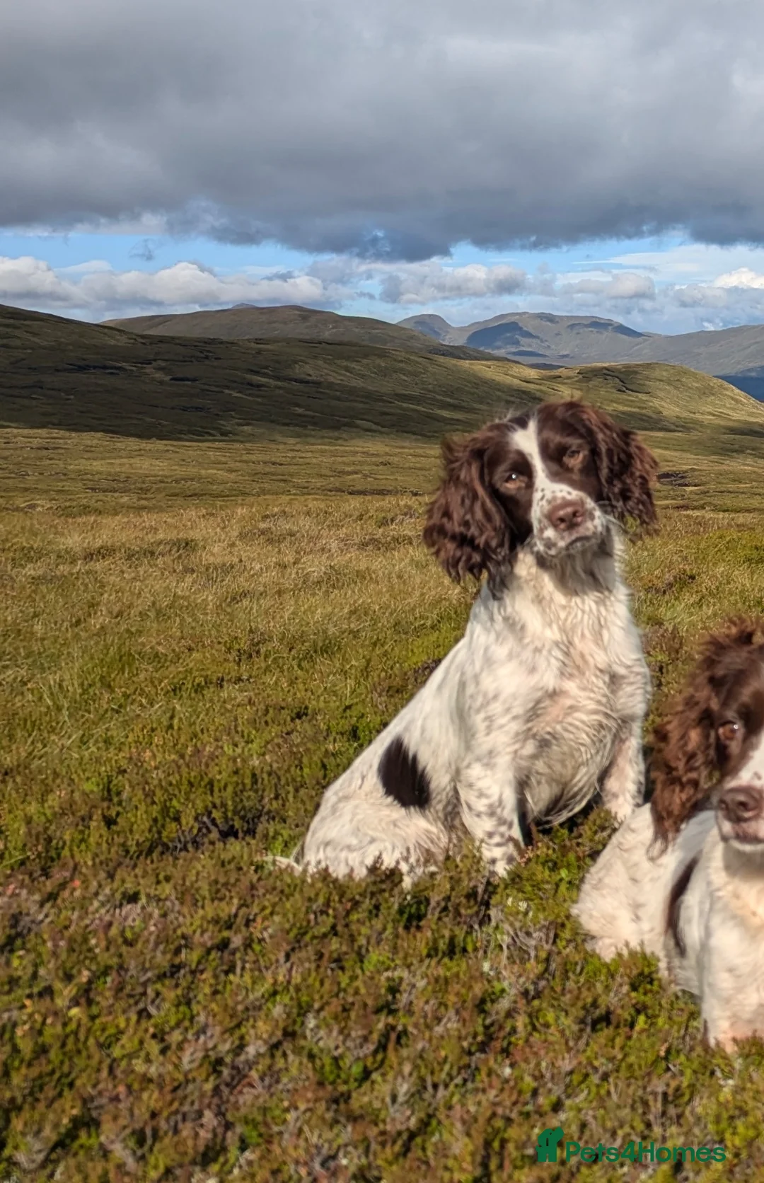 English Springer Spaniel dogs for sale: English Springer Spaniel  in Dunkeld - Advert 1