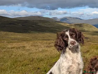 English Springer Spaniel dogs English Springer Spaniel - Advert 5