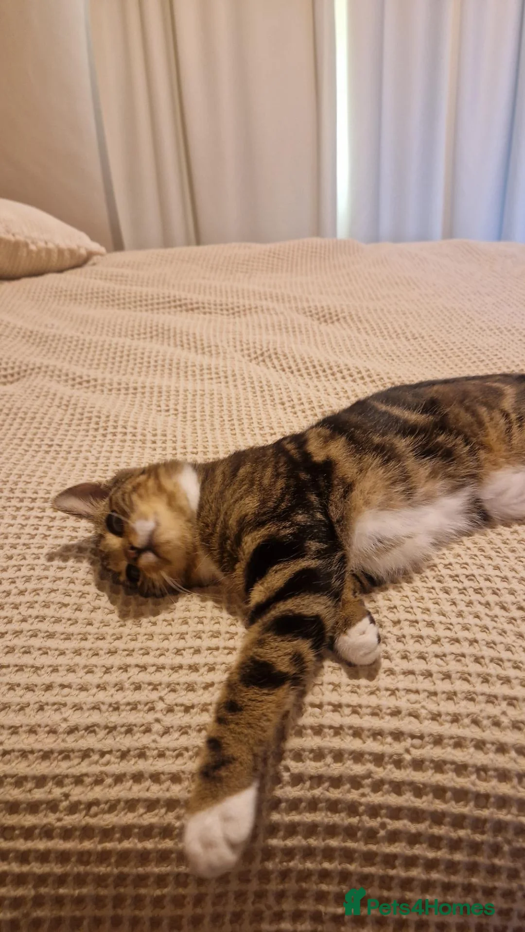 Mixed Breed cats for sale: Luna - 6 months old kitten  - Advert 2