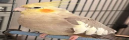 Cockatiels birds for sale: Male & female cockatiel in Cambridge - Advert 4