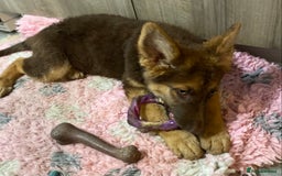 German Shepherd dogs for sale: Liver and tan German shepherds - Image 17