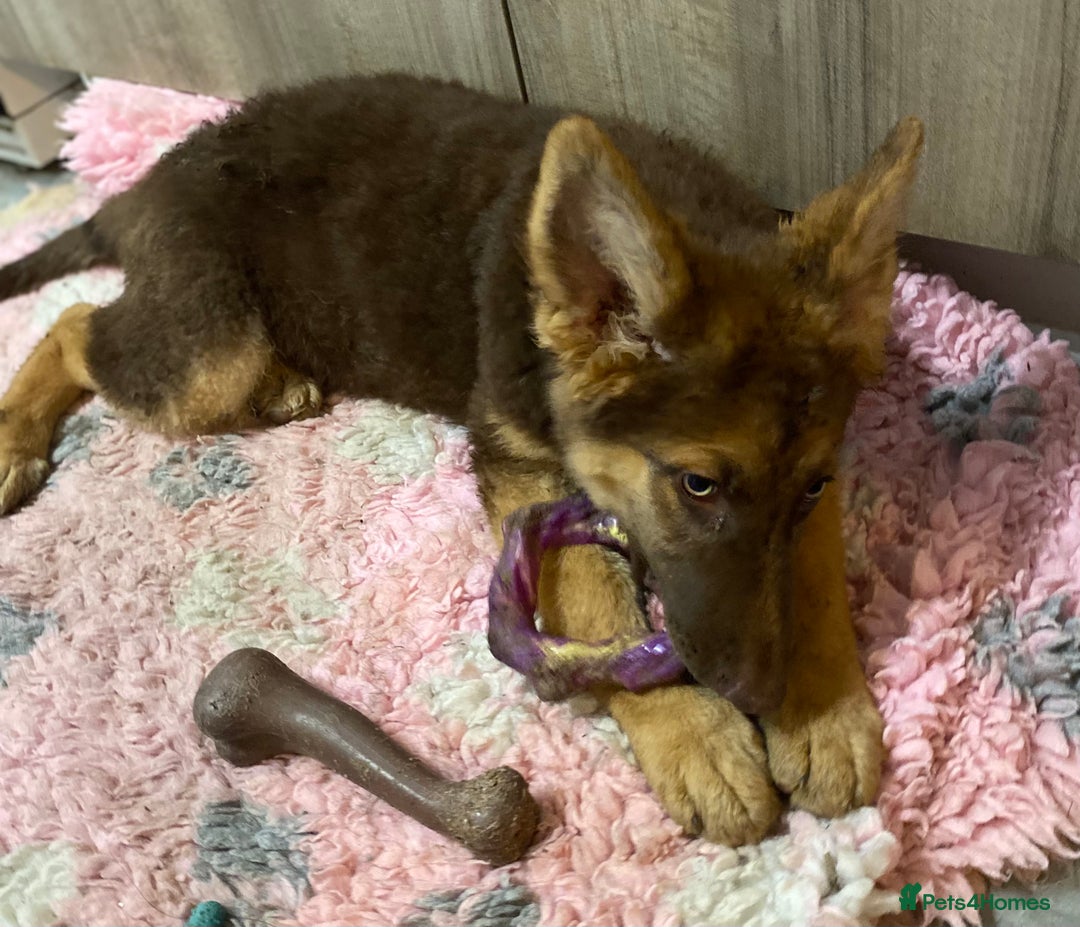 German Shepherd dogs for sale: Liver and tan German shepherds - Image 17