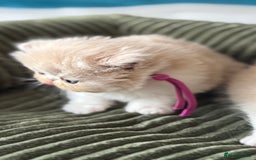 Exotic cats for sale: Superb GCCF Exotic kittens Health Tested parents - Image 11