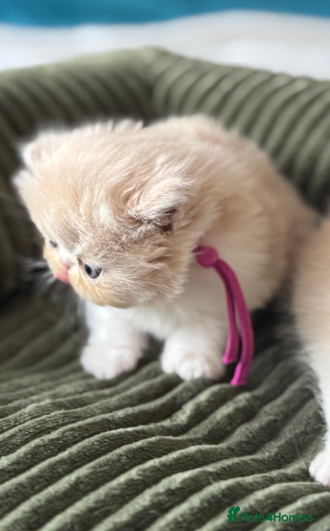 Exotic cats for sale: Superb GCCF Exotic kittens Health Tested parents - Image 11