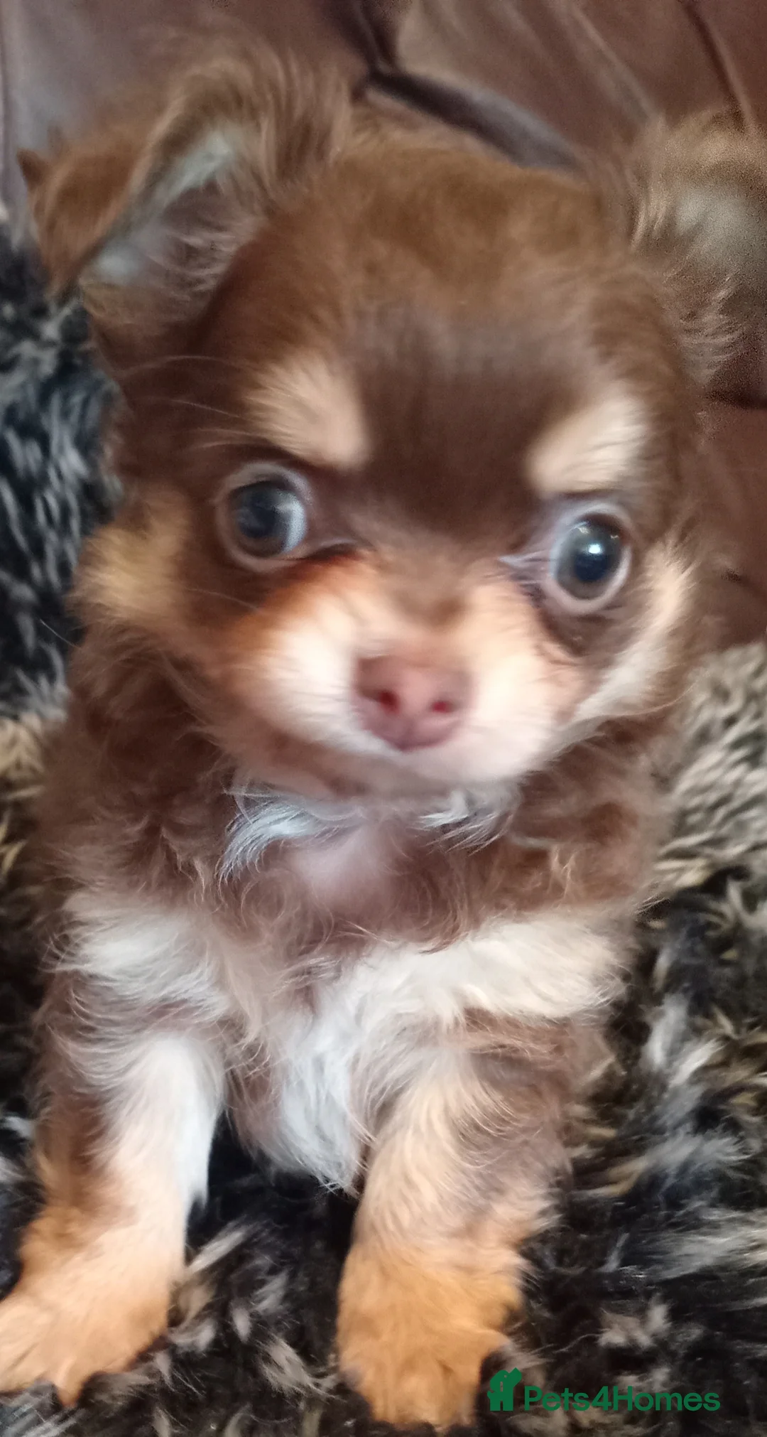 Chihuahua dogs for sale: Chihuahua long coat puppies in Peterborough - Advert 27