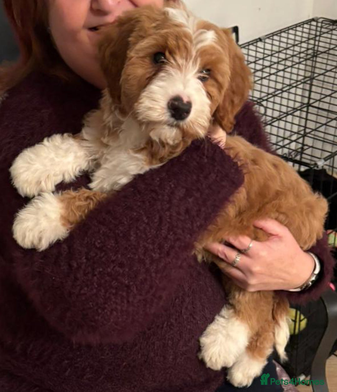 Australian Labradoodle dogs for sale: Australian Labradoodles for Sale - Advert 31