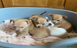 Chihuahua dogs for sale: Four beautiful chihuahua puppies 1 boy 3 girls  - Image 1